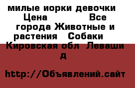 милые иорки девочки › Цена ­ 15 000 - Все города Животные и растения » Собаки   . Кировская обл.,Леваши д.